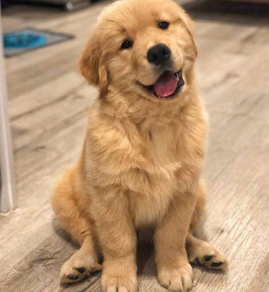 Golden Dog Rejoices, Tears Non-Stop When Meeting Owner Again After 5 Years Away - Puppies Love