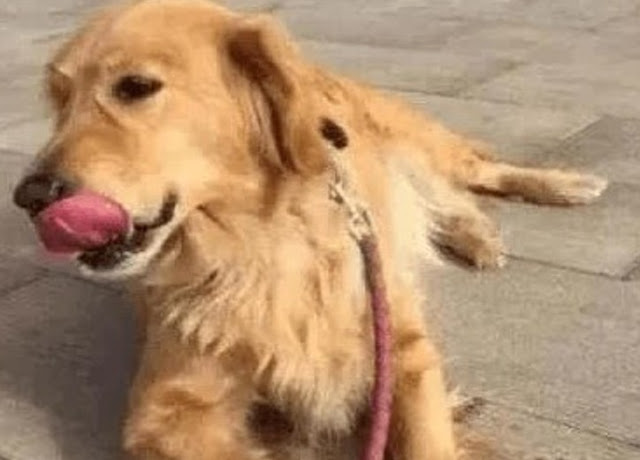 Golden Dog Rejoices, Tears Non-Stop When Meeting Owner Again After 5 Years Away - Puppies Love