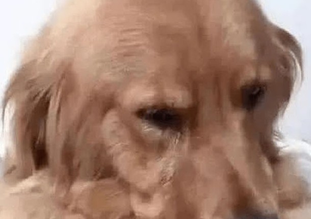 Golden Dog Rejoices, Tears Non-Stop When Meeting Owner Again After 5 Years Away - Puppies Love