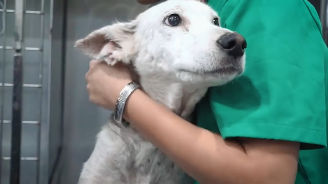 When Her Son Was Rescued, She Finally Was At Peace And Laid Down to Die - Puppies Love