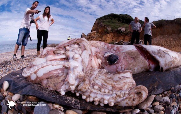 See the incredible enormity and wonder of this enormous squid that washed ashore in Spain as we explore the wonders of the deep!