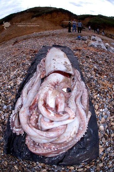 See the incredible enormity and wonder of this enormous squid that washed ashore in Spain as we explore the wonders of the deep!