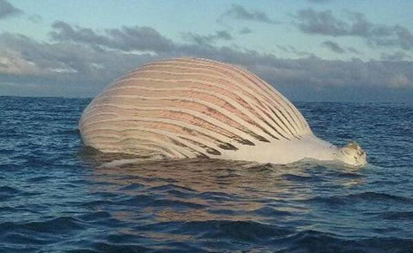 Australian fisherman surprised by alien-looking thing coming from the sea