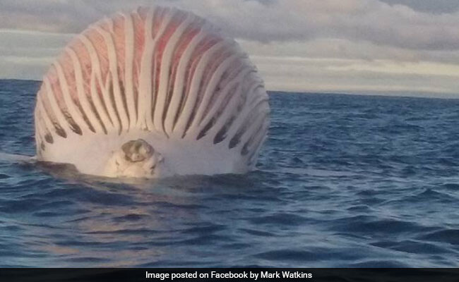 Australian fisherman surprised by alien-looking thing coming from the sea