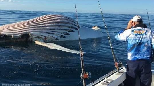 Australian fisherman surprised by alien-looking thing coming from the sea