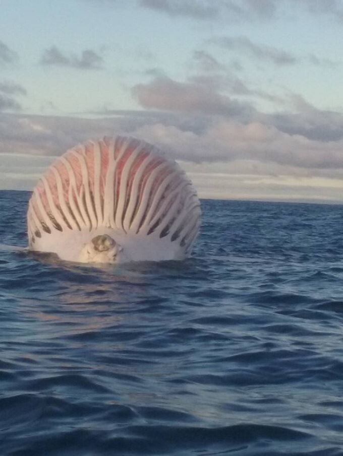 Australian fisherman surprised by alien-looking thing coming from the sea