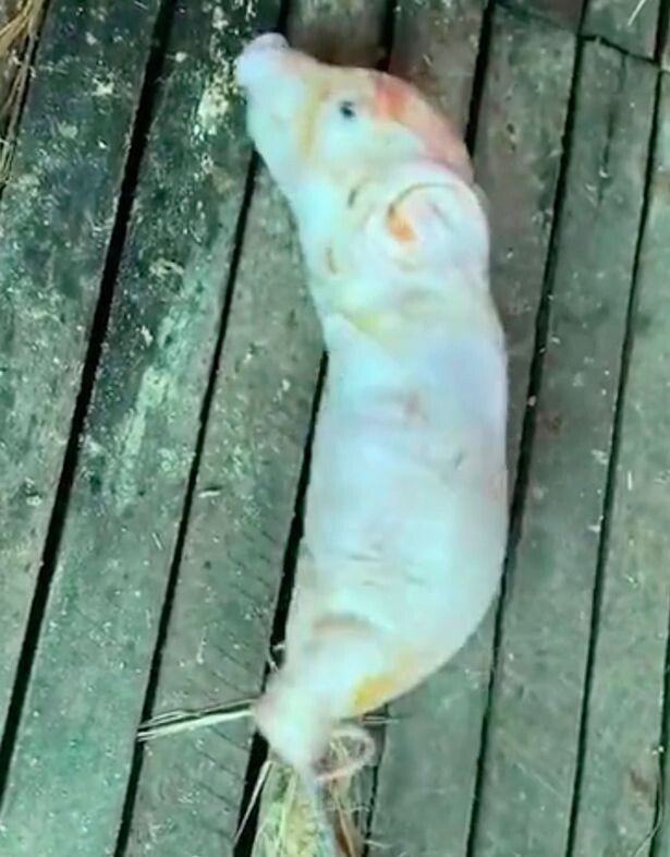 With this mutant piglet, it appears that nature has a few tricks up its sleeve!