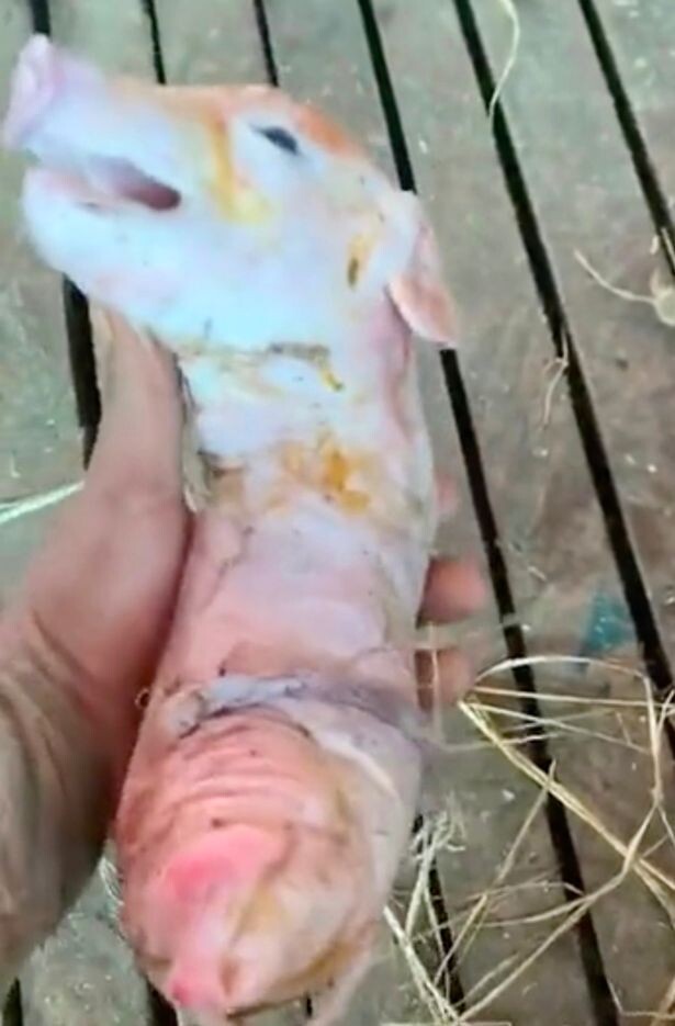 With this mutant piglet, it appears that nature has a few tricks up its sleeve!