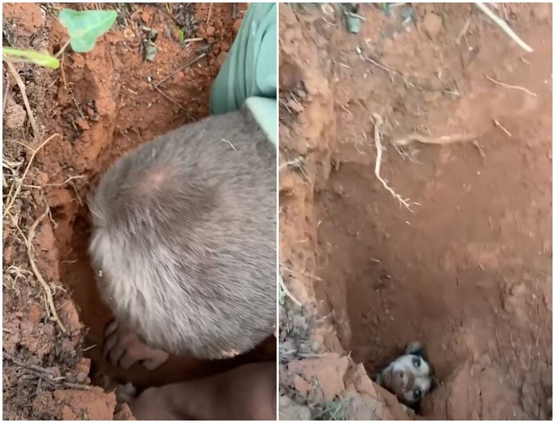 Save a Puppy Trapped Underground for 56 Hours