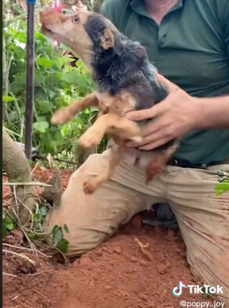 Save a Puppy Trapped Underground for 56 Hours