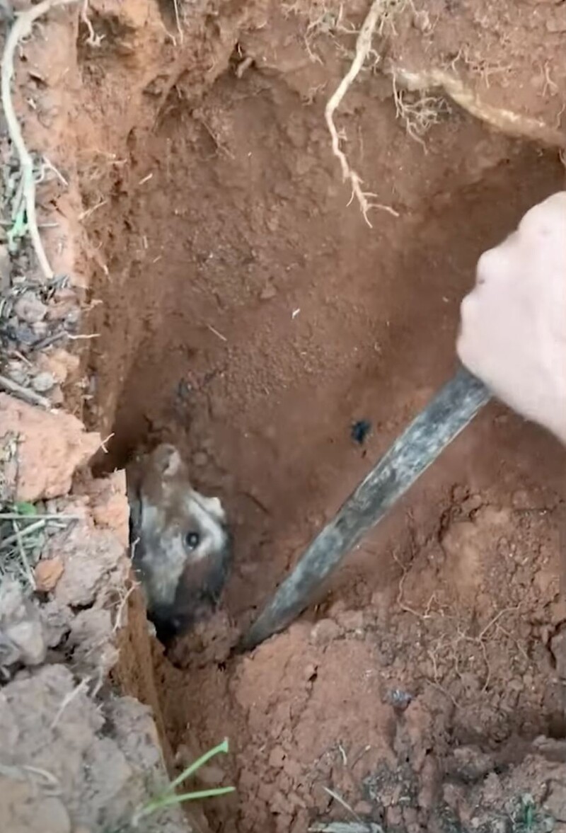 Save a Puppy Trapped Underground for 56 Hours