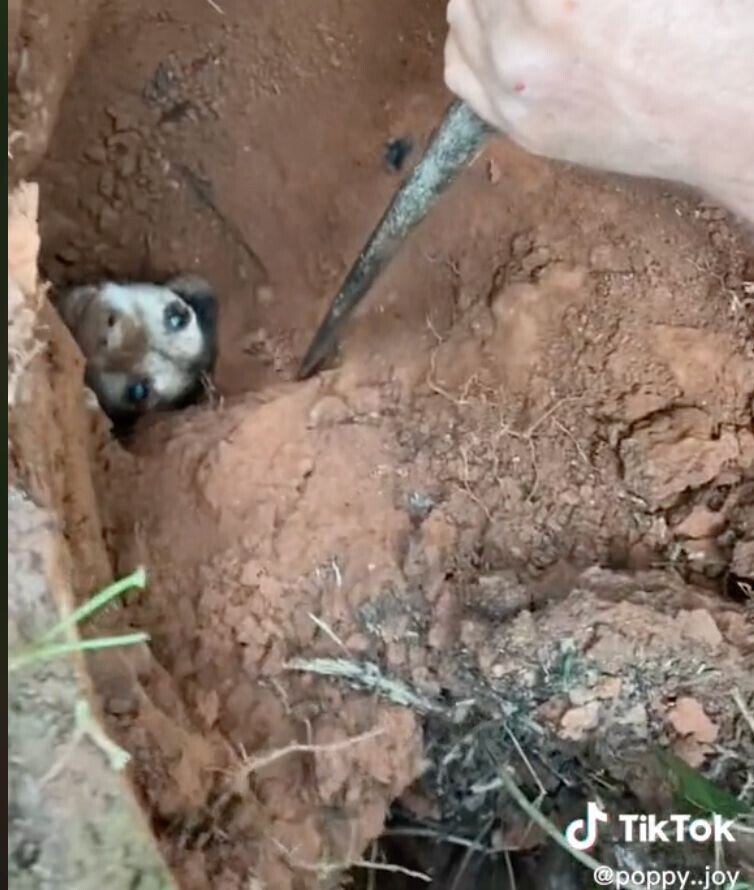 Save a Puppy Trapped Underground for 56 Hours