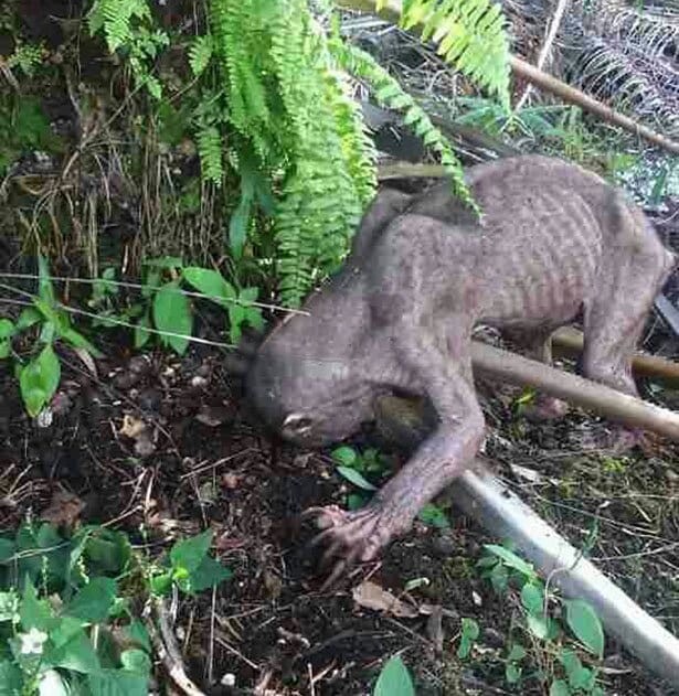 Finding a dreadful half-human, half-dog monster that sends the village fleeing (VIDEO)