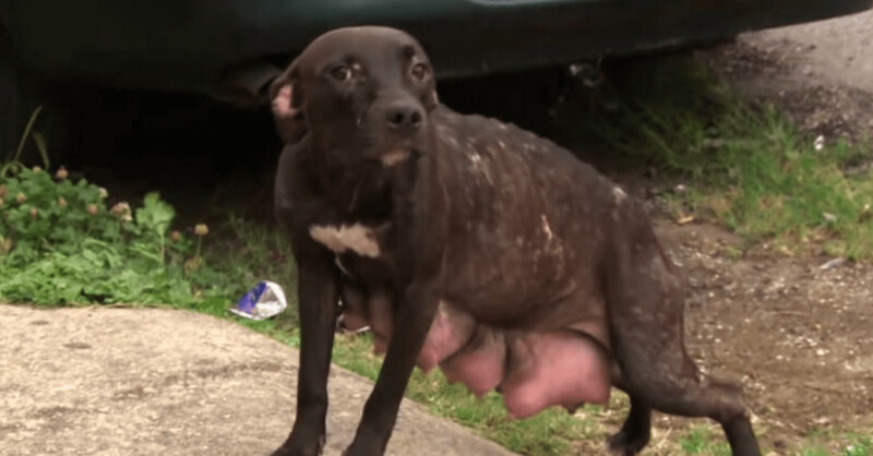 This injured motherdog runs down the street to look for her puppies