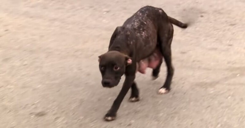 This injured motherdog runs down the street to look for her puppies