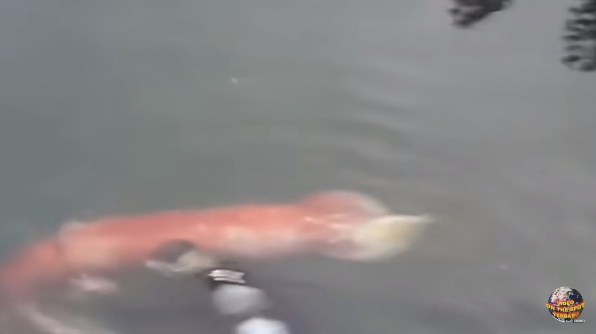 Giant Squid monster suddenly appeared at the foot of the bridge, surprising residents – thepressagge.com