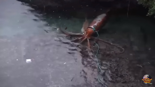 Giant Squid monster suddenly appeared at the foot of the bridge, surprising residents – thepressagge.com