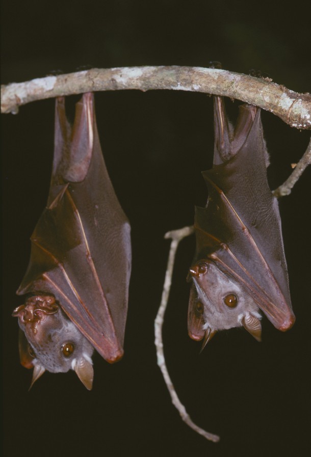 Learn about the Hammer-Headed Bat, a megabat from Africa regarded as one of the ugliest animals.