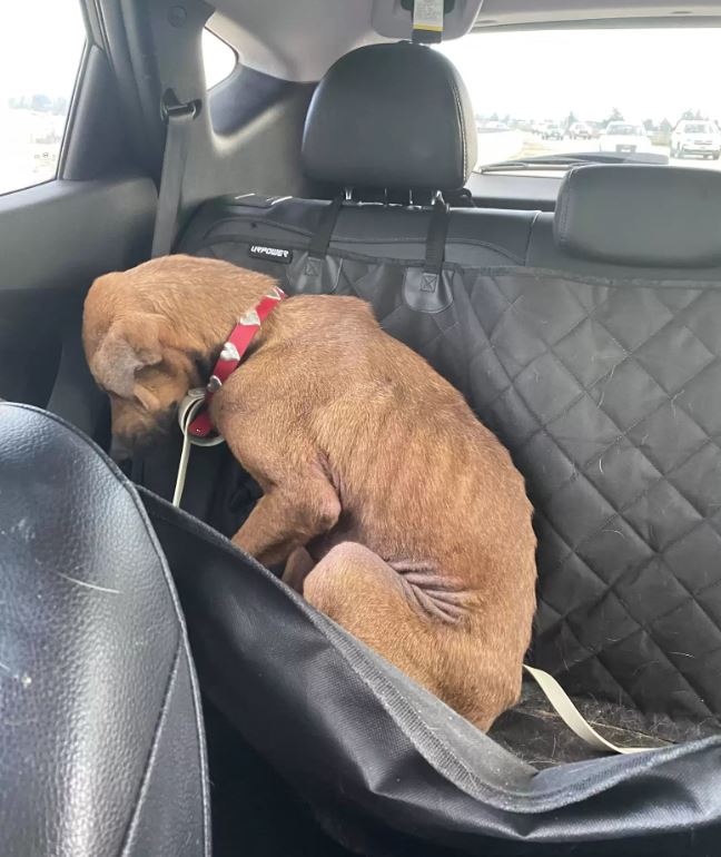 Shelter Dog Who Refused To Look At Anyone Makes The Most Amazing Transformation - Puppies Love