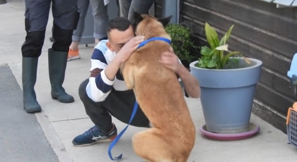 The owner embarks on a 310-mile journey to reunite with his beloved dog.