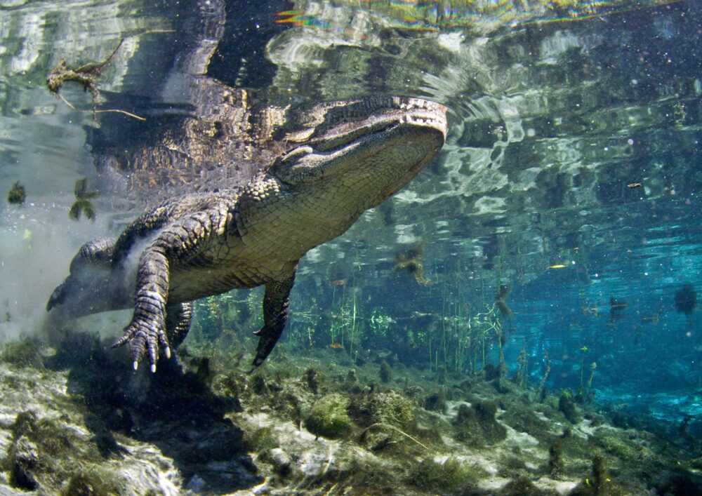 Large 10-foot alligator seen in a rare sight swimming towards the beach - archeology and animals Blog