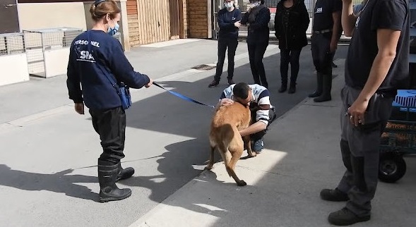 The owner embarks on a 310-mile journey to reunite with his beloved dog.