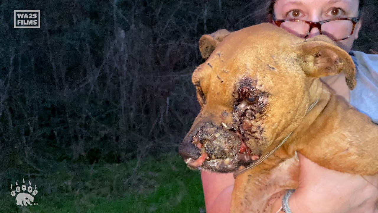 Dying Dog Dumped in Forest Fighting For Its Life is Rescued in Texas