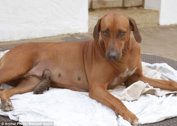 Mother dog raising piglets lost their mother when she was young