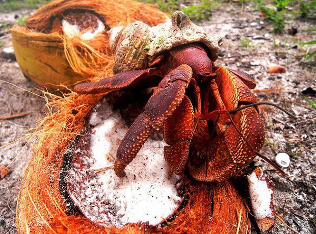 Many people are deeply offended by the practice of coconut crabs climbing trees to steal bird wings before butchering them.