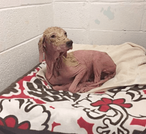 A man saves a dog in the desert, and when he sees her again a year later, he can't stop crying