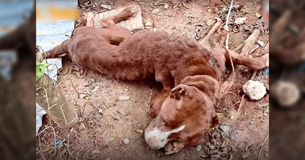 Abused dog looked up as if to say “even if I can’t do it, thanks for the affection” - Juligal