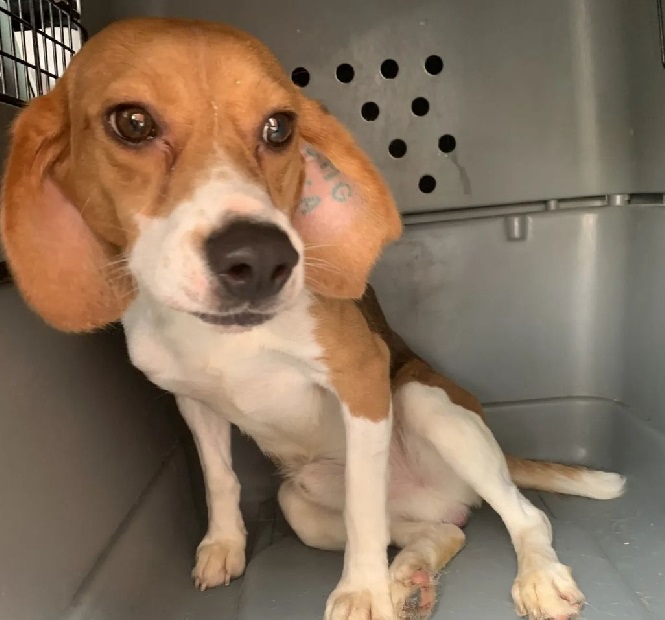 Lab Beagle Jumps Into Man’s Arms And Thanks Him For New Life - Puppies Love