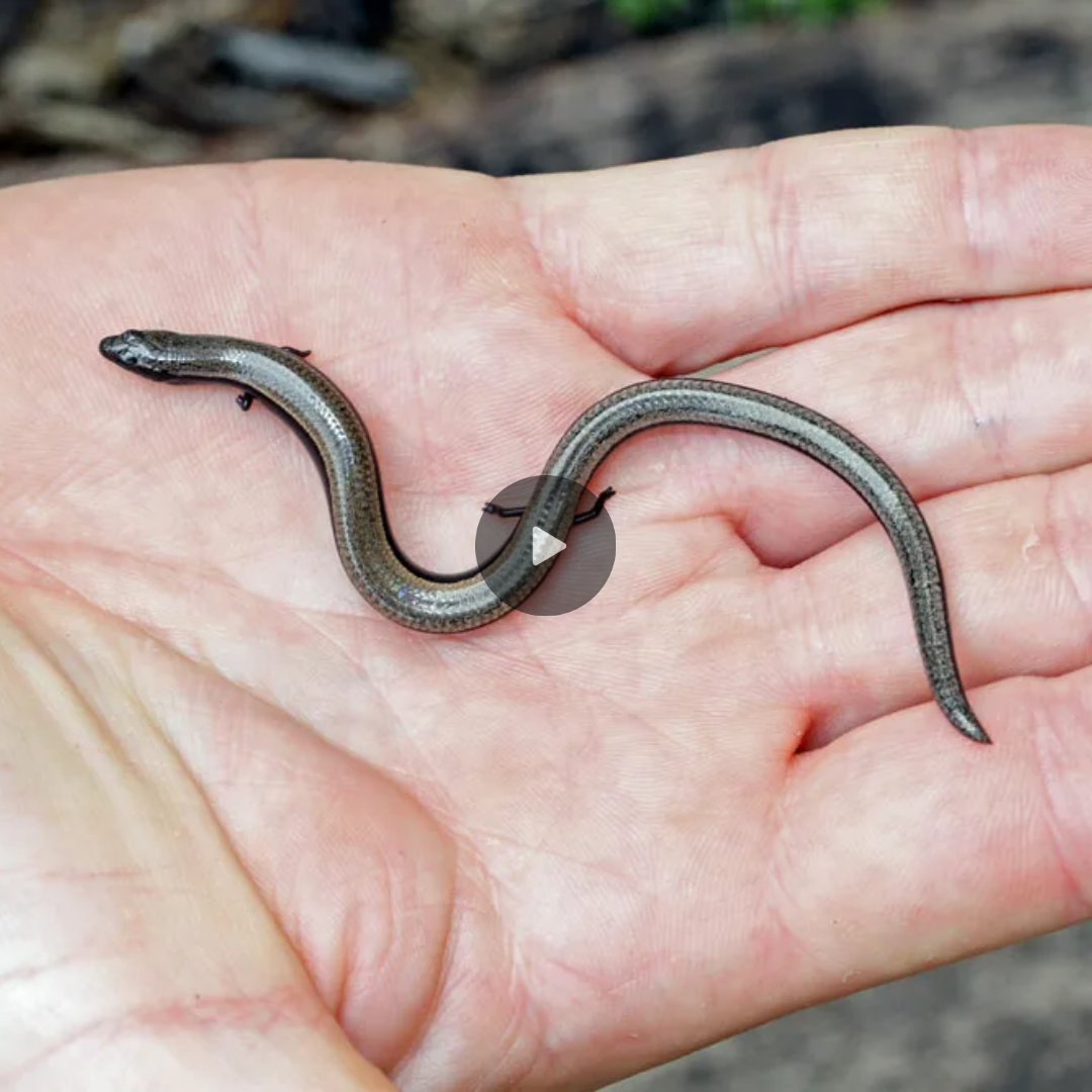 The Appearance Of An Extremely Rare Four-legged Snake In Nature Made ...