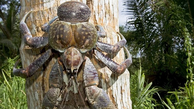 Many people are deeply offended by the practice of coconut crabs climbing trees to steal bird wings before butchering them.