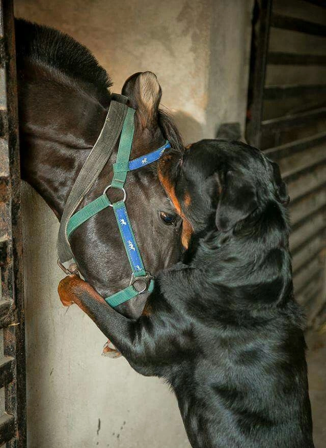 Heroic Rottweilers Save Family Horses from Nighttime аttасk by іпtгᴜdeгѕ