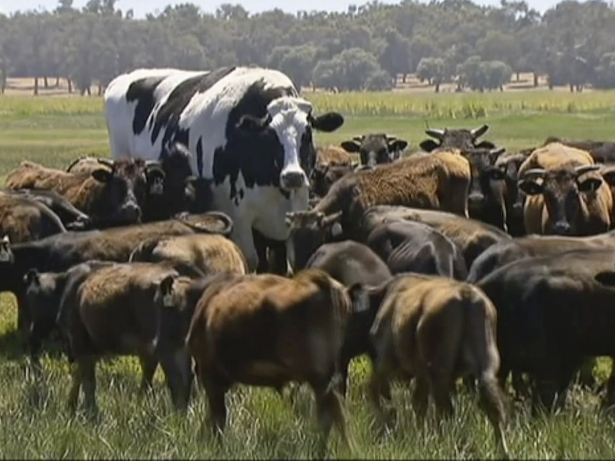 Đấm vào lưng bò: Vì sao bò đực khổng lồ của Australia lại hấp dẫn đến vậy | Động vật | người bảo vệ