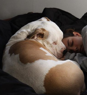 After A Dog Attack This Blind Pit Bull Found On The Edge Of The Star