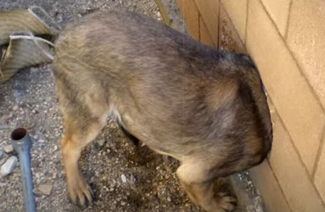 This Scared Little Puppy Cried Out in Fear and Pain! His head is stuck in a wall made of Concrete...