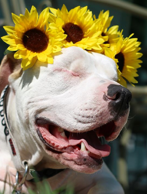 After A Dog Attack This Blind Pit Bull Found On The Edge Of The Star