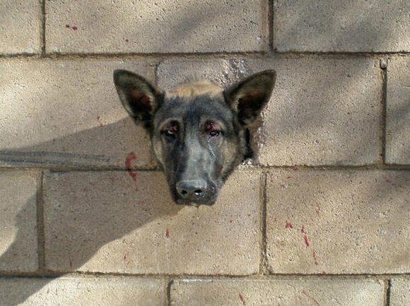 This Scared Little Puppy Cried Out in Fear and Pain! His head is stuck in a wall made of Concrete...