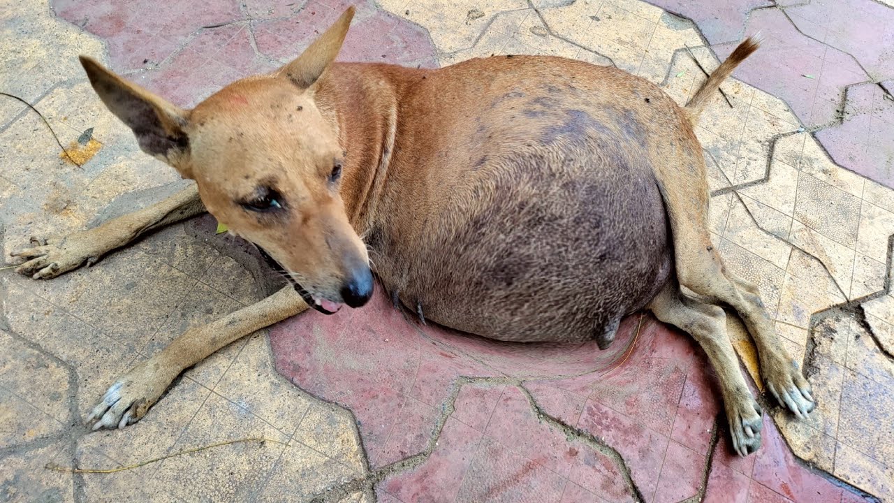 Pregnant Mother Dog Victim of a Road Accident, All The Pups Died in the Belly.