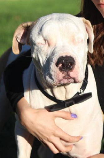 After A Dog Attack This Blind Pit Bull Found On The Edge Of The Star