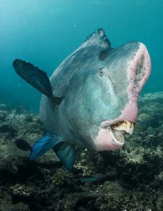 When a marine fisherman in the Sea of America captured a massive blue fish with an odd face, he became terrified.