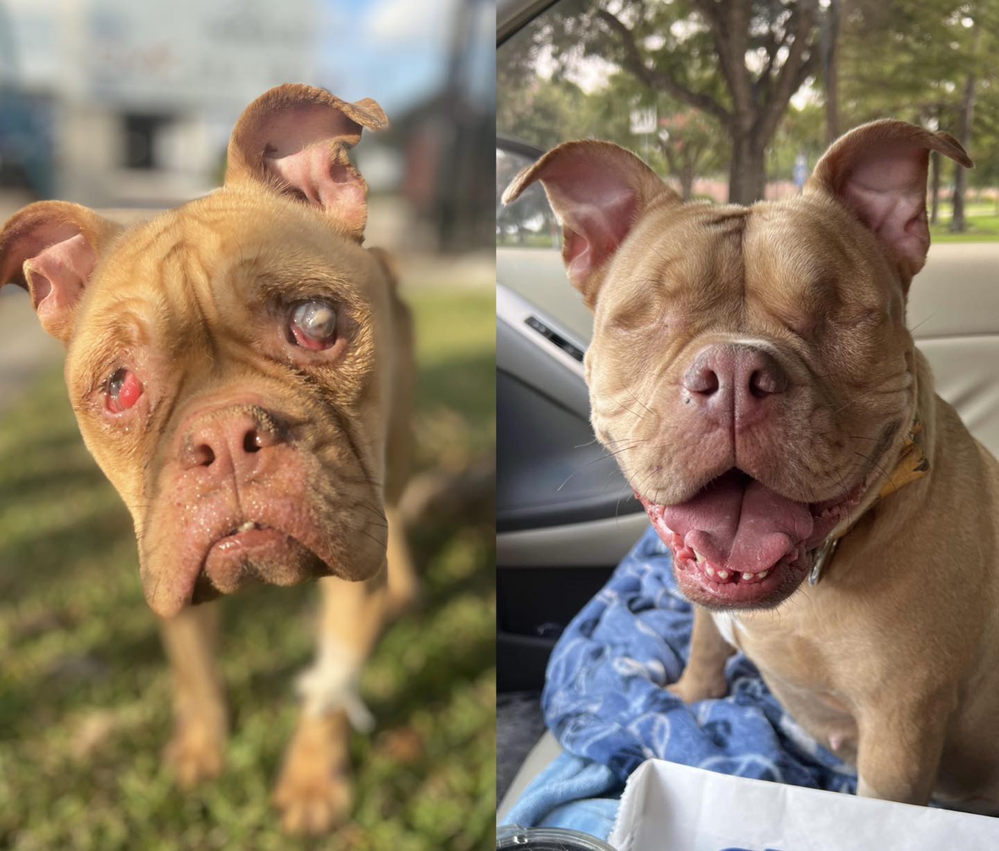 After A Lot Of Pain, An Eyeless Dog That Was Used To Sell Her Young Finds A Happy Home – Animal Blog