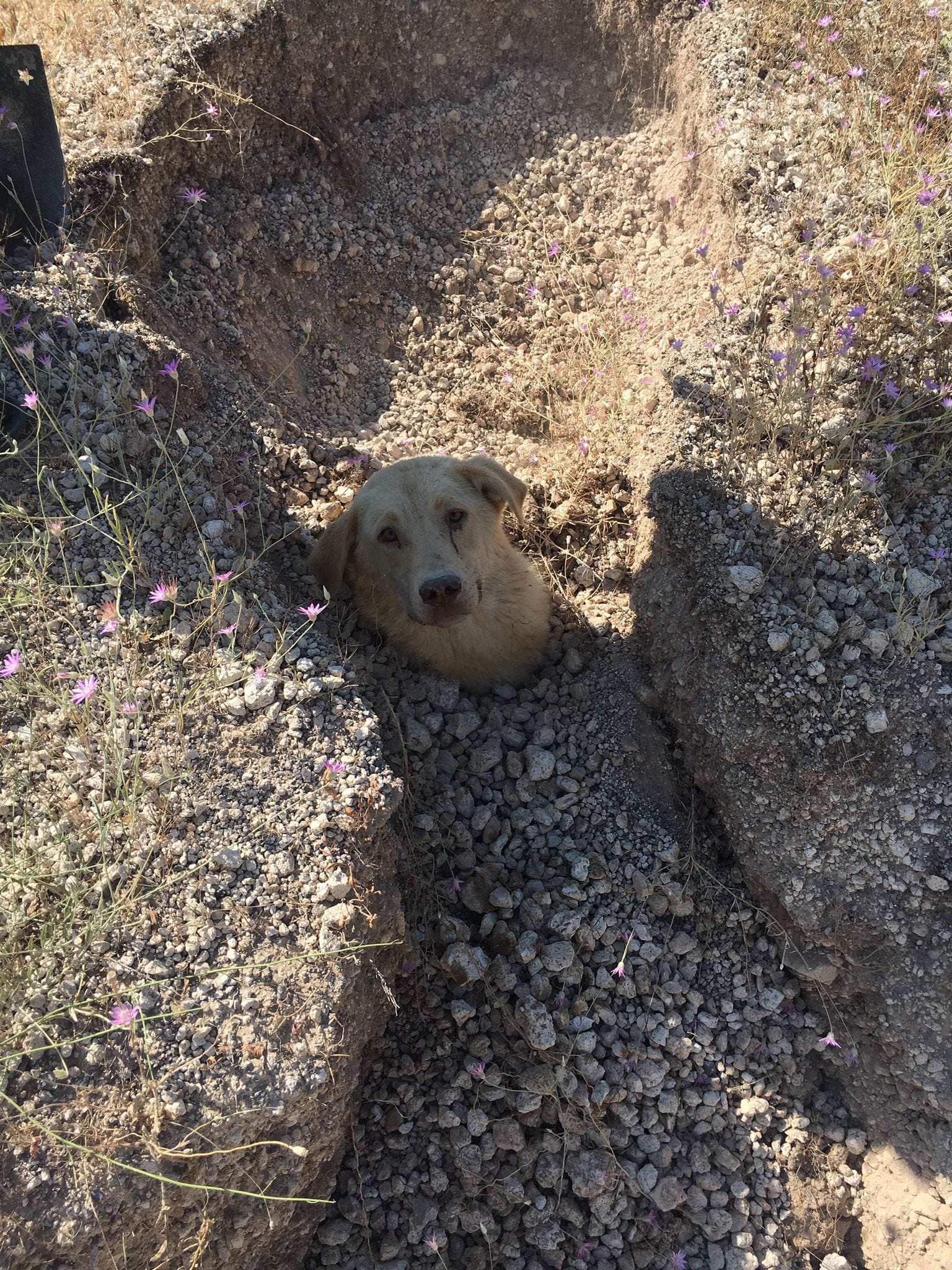 Buried Up To Her Neck, Dog Howled With All Her Might Asking To Save Her And Her Dying Puppies Under The Ground - Puppies Love