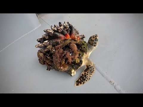 emarkable Rescue: Sea Turtles Freed from Hundreds of Oysters Attached to Their Bodies !SN - LifeAnimal
