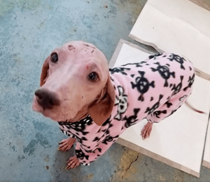 A man saves a dog in the desert, and when he sees her again a year later, he can't stop crying