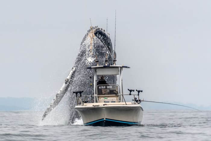 Trembling sea animals leap into the air to attack fishing boats, creating a unique occurrence.