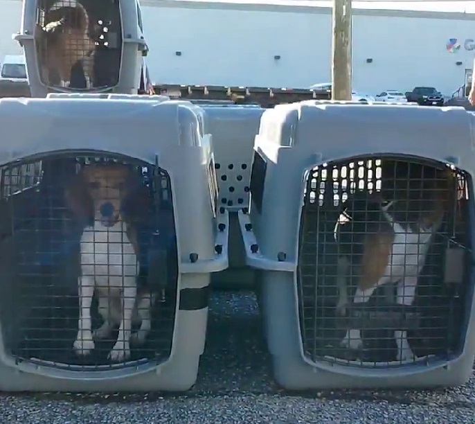 Lab Beagle Jumps Into Man’s Arms And Thanks Him For New Life - Puppies Love