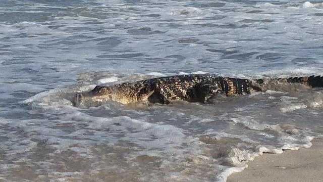 Large 10-foot alligator seen in a rare sight swimming towards the beach - archeology and animals Blog